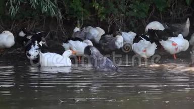 有趣的农村视频与一群国内灰鹅，<strong>一些</strong>清洁他们的羽毛，<strong>一些</strong>游泳和清洗池塘。
